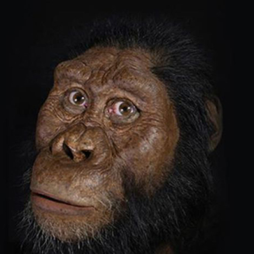 Zrekonštruovaná tvár predchodcu človeka menom Australopithecus anamensis.