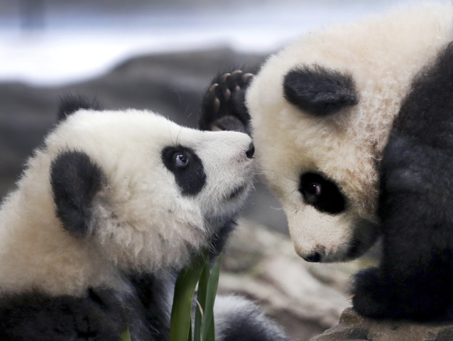 Aptopix Germany Zoo Pandas