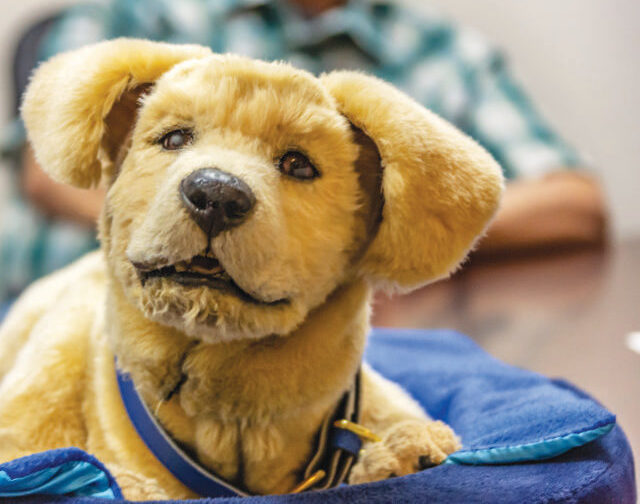 A Tombot proof-of-concept robotic dog named Jenny, developed for dementia patients, reacts to the sound of the camera.  Cory Rubin/The Signal
