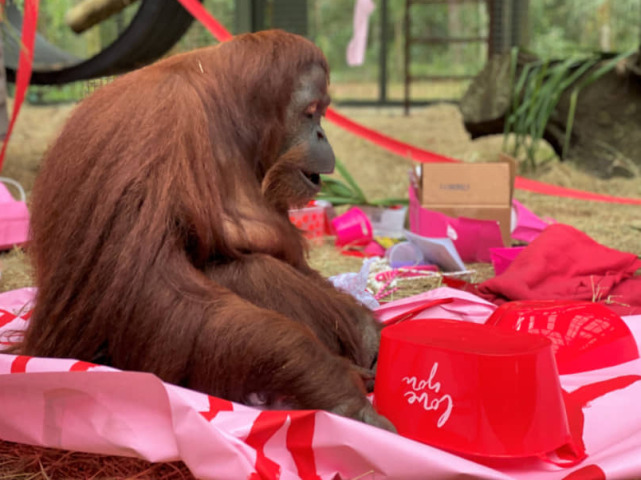 Sandra The Orangutan