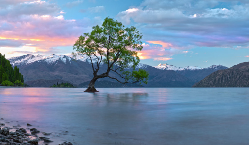 Wanaka tree  New Zealand 0M4A2527 Panorama