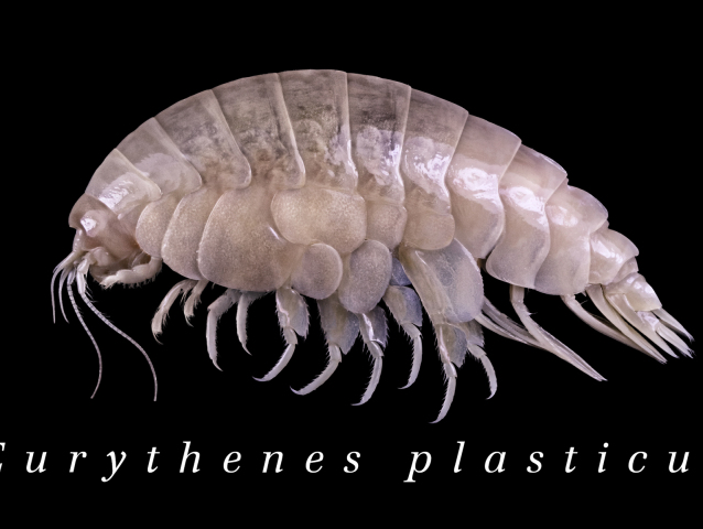 1a Eurythenes plasticus WWF