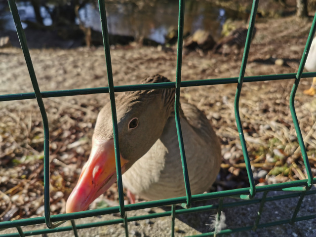 zoo Bojnice, karantena, vtacia chripka kačica, vták, hus