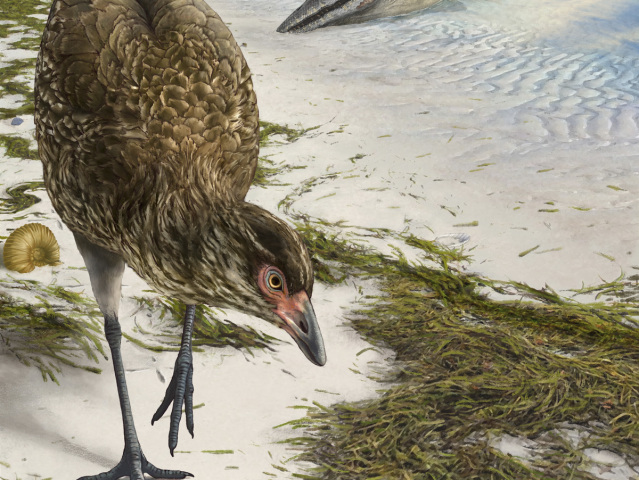 Wonderchicken Bird Fossil