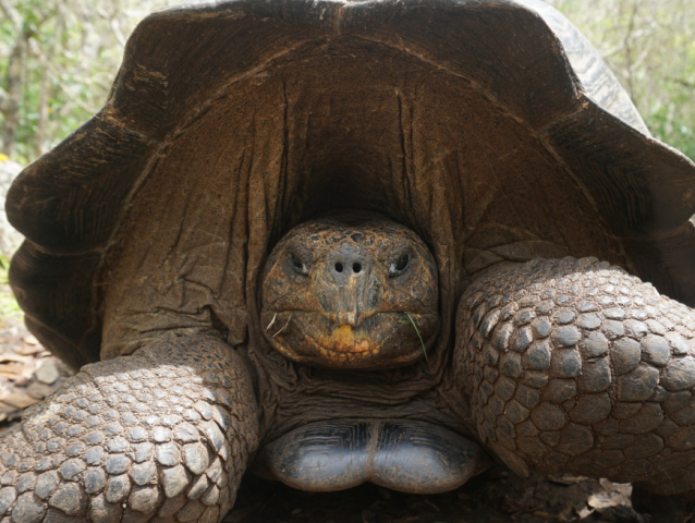 galapagy