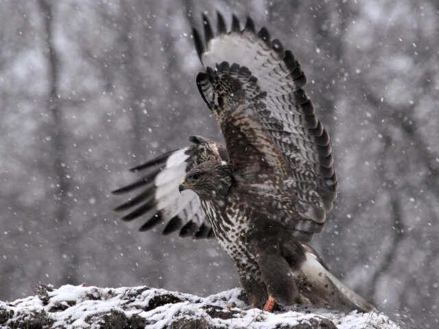 Myšiak hôrny (Buteo buteo)