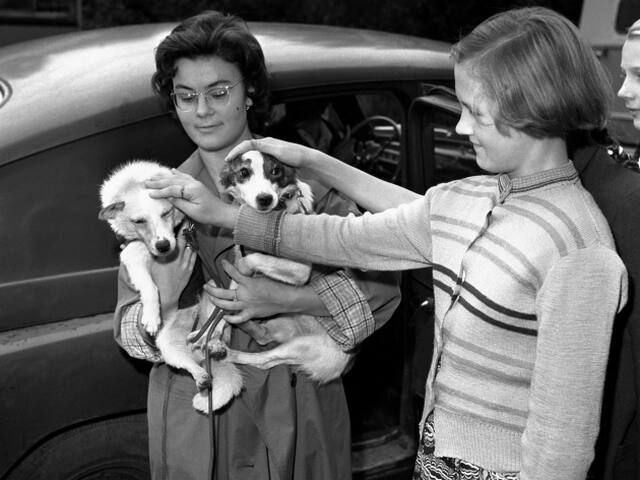 Belka, Strelka, Adila Kotovská, vesmír, psy