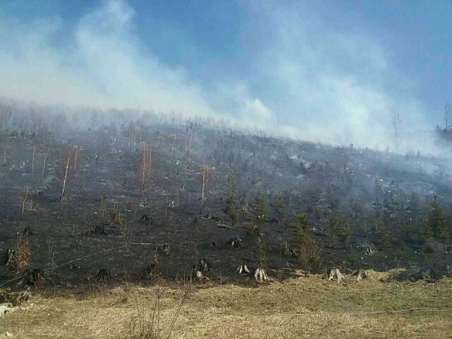 les, požiar, rúbanisko, oščadnica