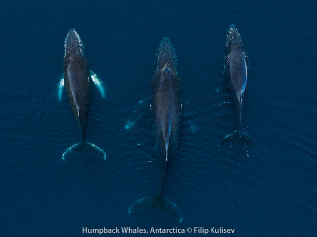 Humpback whales in Antarctica