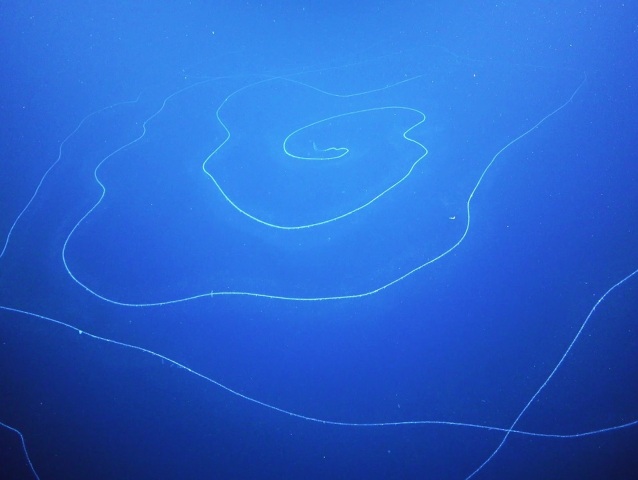 FK200308-Siphonophore-SOI ROV-0004