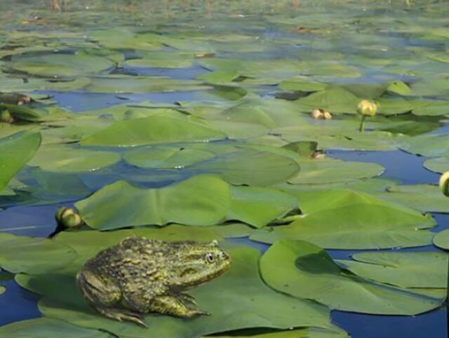 200421110555-01-antarctic-frog-scn-exlarge-169