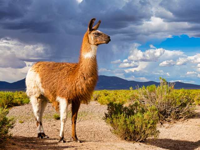 lama