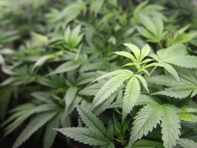 Marihuana