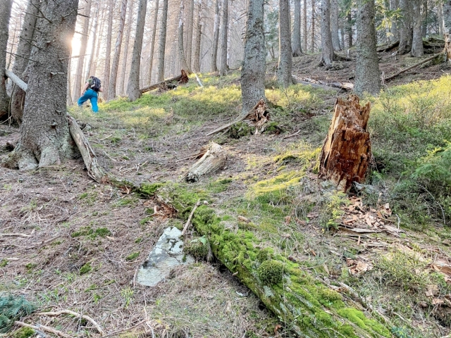 les, prales, Jalovecká dolina