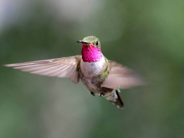 Male-Broad-tailed-Hummingbird Noah-Whiteman