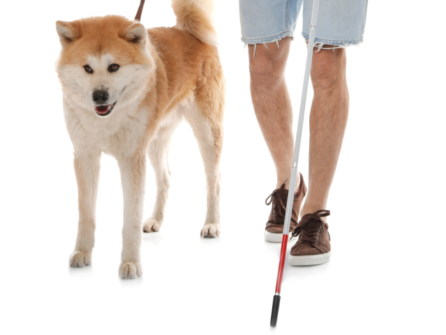 ťzp, nevidiaci muž, slepecký pes, akita inu, oslepnutie