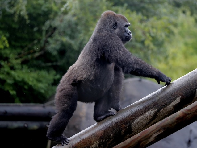 Pregnant Endangered Gorilla