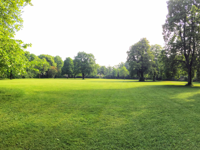lúka, trávnik, stromy, park, pozemok, tráva