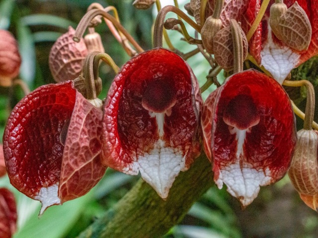 botanická záhrada, Praha, podražec stromovitý
