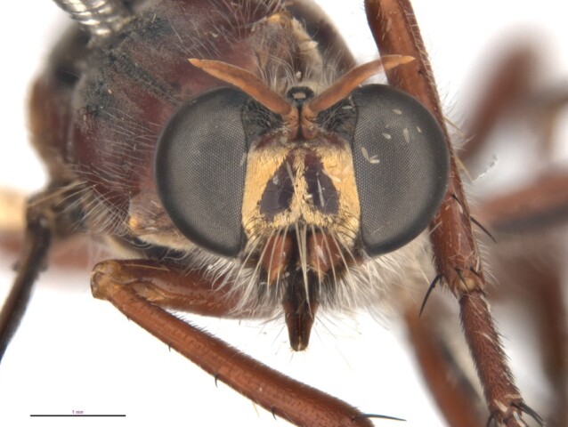 Daptolestes leei