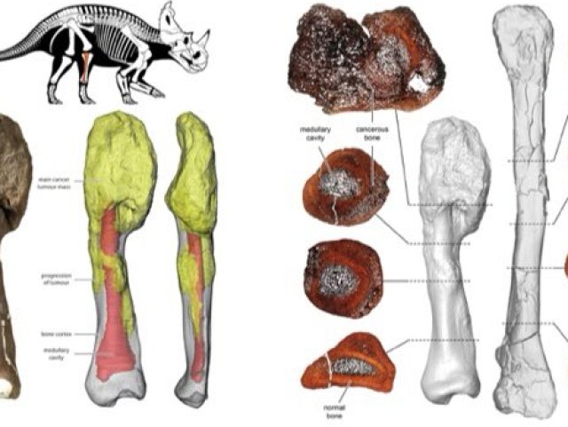 dino