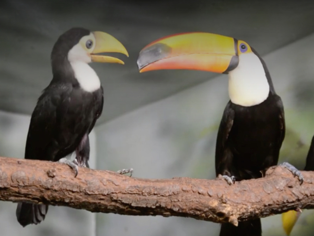 tukan veľkozobý, ZOO Košice