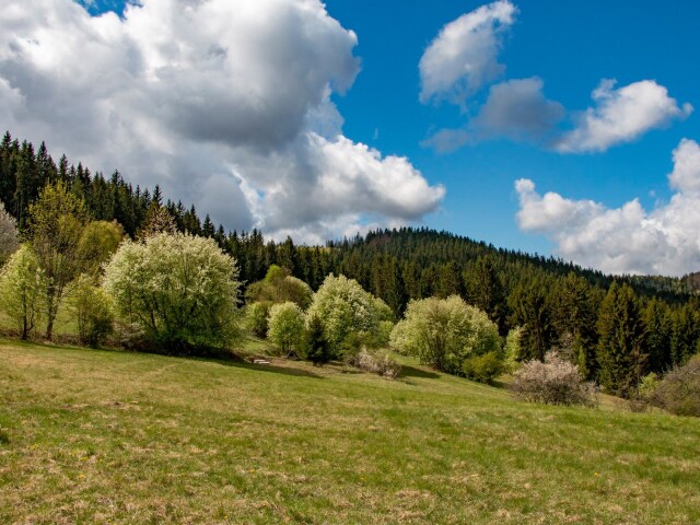 les, lúka, jar, Kysuce, Korňa, príroda, Slovensko