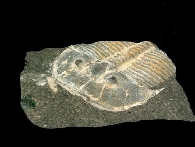 trilobit