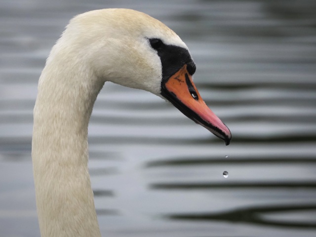 labuť