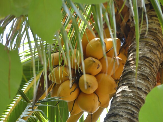 kokos, kokosový orech, palma
