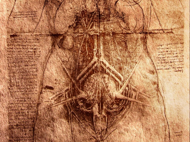 vnútornosti, orgány, telo, nákres, Leonardo da Vinci, prostata