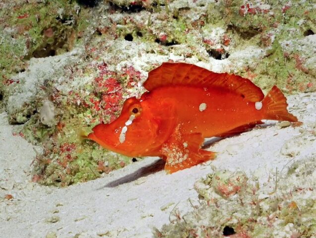 FK200802-scicam-Rhinopias extension-1140x707