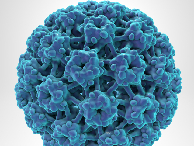 HPV, vírus