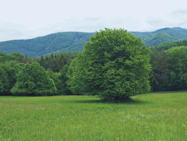 Langáčske skaly, Dubnica nad Váhom