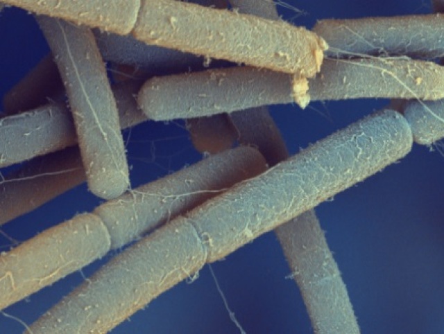 nanotrubky
