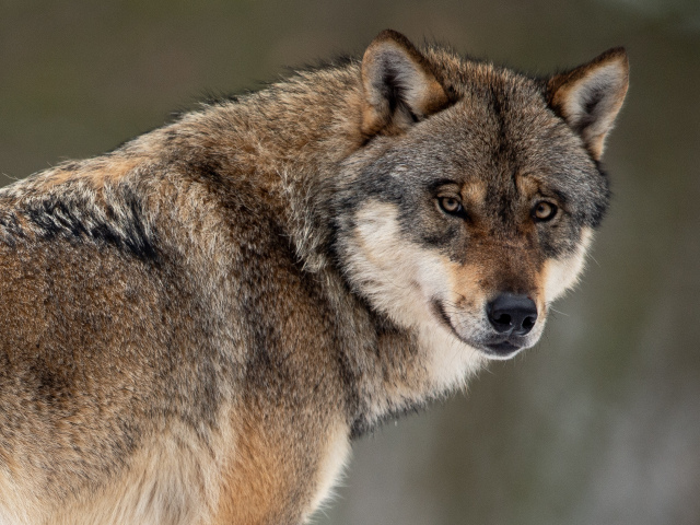 Vlk dravý / Canis lupus /