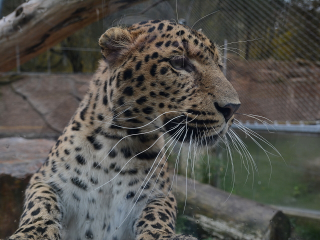 leopard cinsky, Ju-Long, kosice, zoo, zachranny program