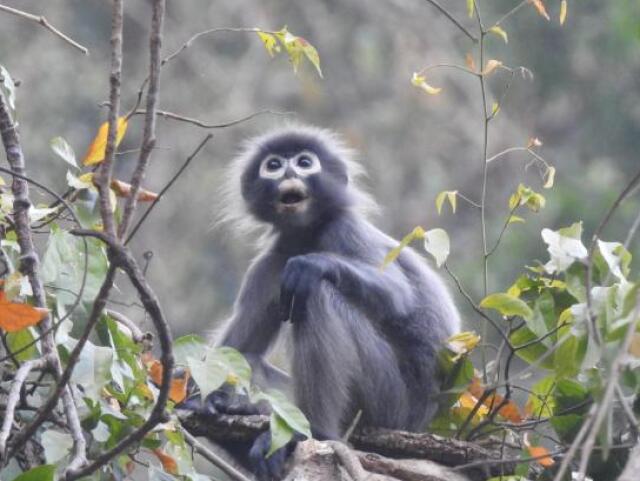 201111142701-02-popa-langur-myanmar-exlarge-169