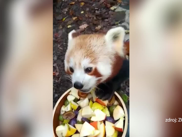Panda červená