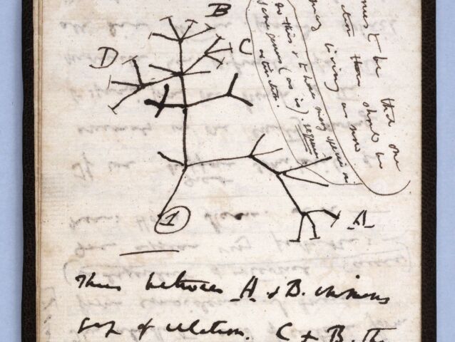 darwinstreeoflifesketch-1200x1909