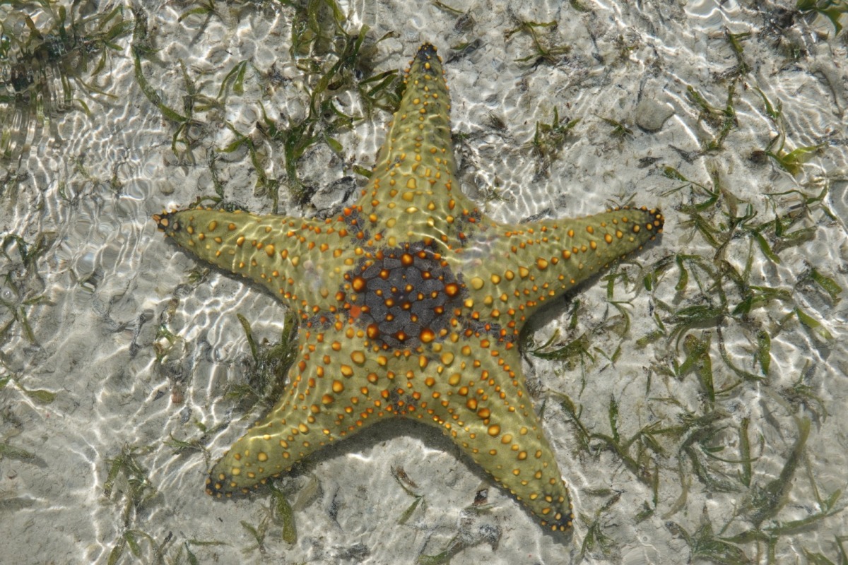 Zanzibar