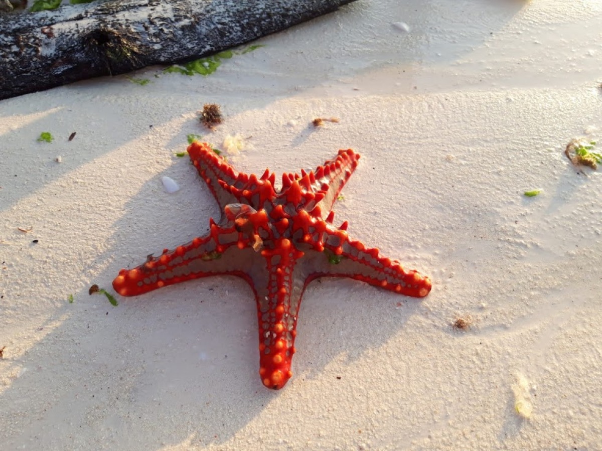 Zanzibar