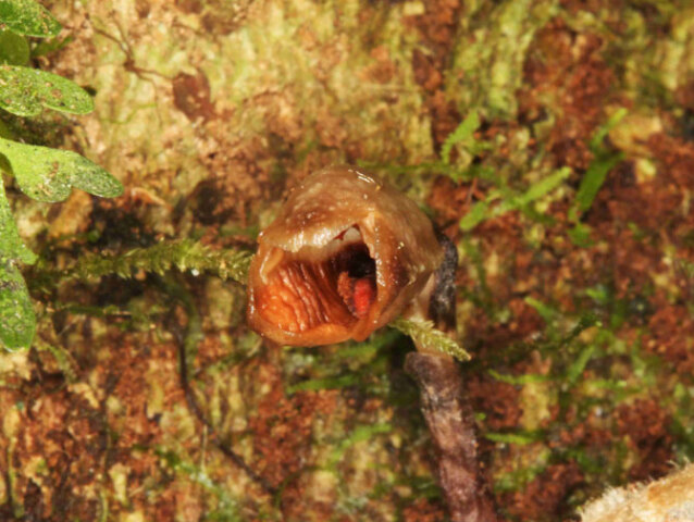 Gastrodia-agnicellus