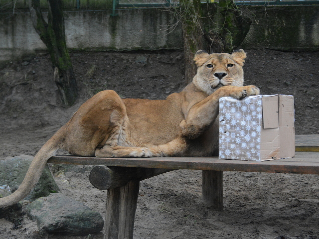 zoo, Kosice, levica, lev