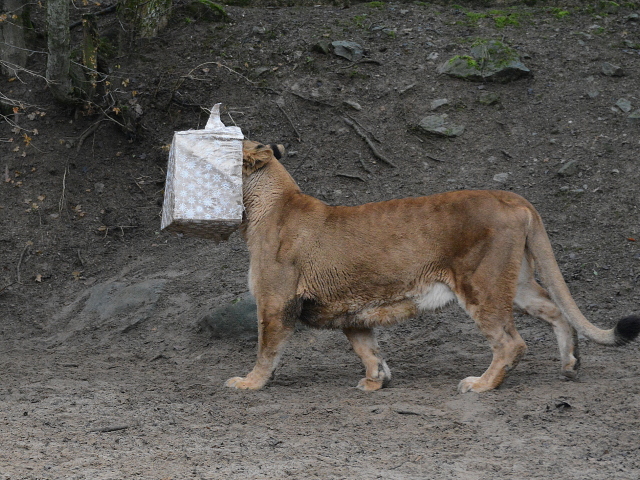 zoo, Kosice, levica, lev