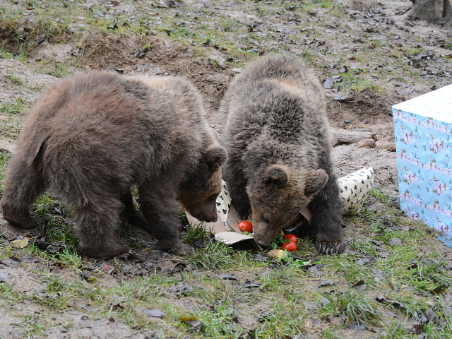 zoo, Kosice, medved hnedy