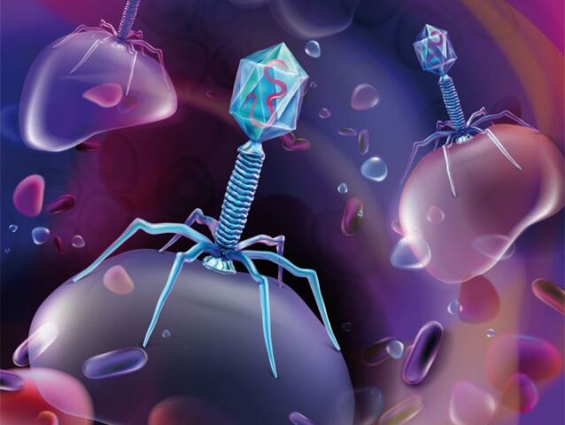 The beneficial bacteriophage virus in the human internal environ