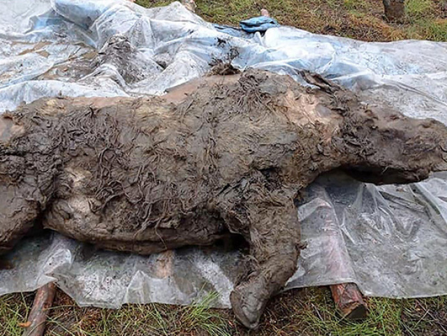 A well-preserved woolly rhino with its last meal still intact found in the extreme north of Yakutia. The unique discovery was three or four years old when it died at least 20,000 years ago. 