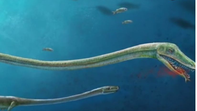 dinosaurus, dlhý krk
