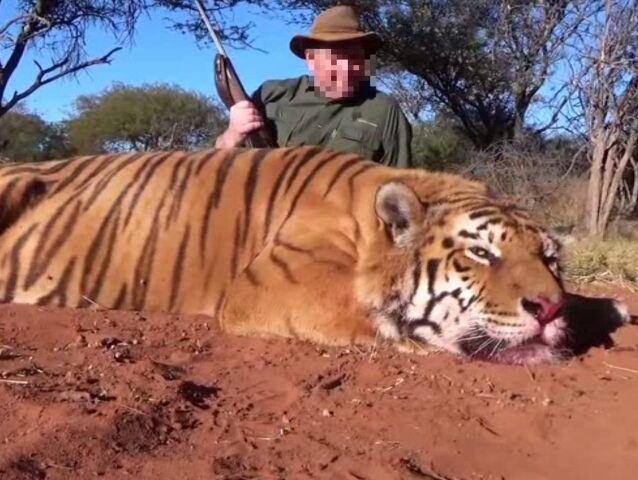 tiger pytliak polícia